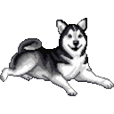 huskytailwag