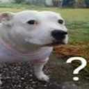 dogwhat