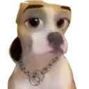 dogwithfilter