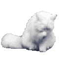 realkittypawclean