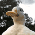 duckhat