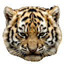 Angrytigercub
