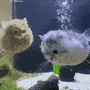 puffercat