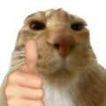 Thumbsupcat